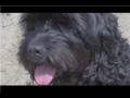 Dog Breeds Dog Training How To Train A Peekapoo Dog Breeds Dog Training How To Train A Peekapoo