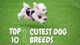 Top 10 Cutest Dog Breeds That Will Melt Your Heart