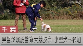 Thumbnail for 千葉県警が嘱託警察犬競技会　小型犬も参加