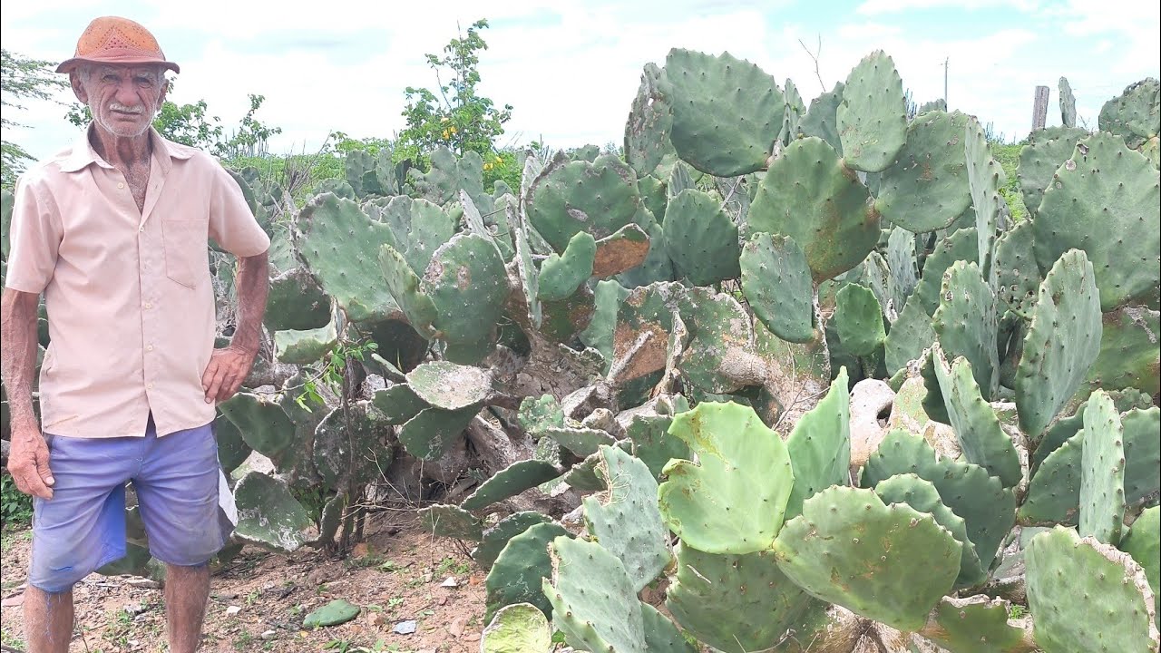 ZÉ MOSTRA COMO É IMPORTANTE DEIXAR ORELHINHA NA PALMA E DEPOIS DA CHUVA TÃO CARREGADA DE OLHINHO