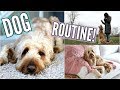 GOLDENDOODLE PUPPY ROUTINE! IN OUR NEW HOUSE! UPDATES, PLAYING FETCH, & TREATS!