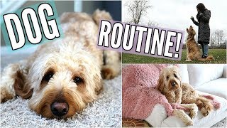 GOLDENDOODLE PUPPY ROUTINE! IN OUR NEW HOUSE! UPDATES, PLAYING FETCH, & TREATS!