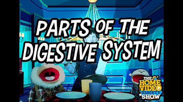 Cycle 3 Week 6 Science: Some Parts Of The Digestive System