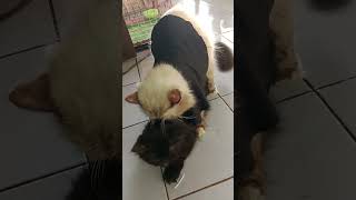 Kucing Kawin