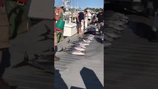 Canyon Runner Catches Blue Fin, Yellow Fin and Marlin!