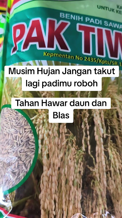 benih padi inpari pak tiwi 2