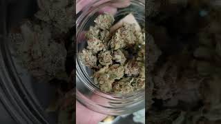 Blackberry Fire THCa Flower from Five Leaf Farms! Small Team Vendor out of Chattanooga.