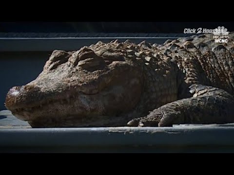 Dead alligator found