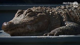 Dead alligator found in North Carolina