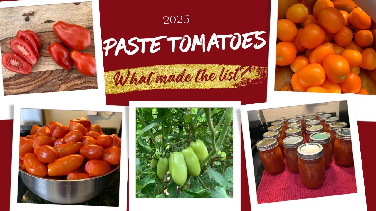 Best Paste Tomatoes For 2025!