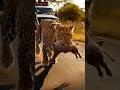 “Wildlife Unfiltered: Hunt You Can’t Ignore 🐆” #Leopard #Wildlife #NatureReality #AnimalHunt