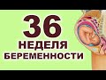 Что происходит с мамой и ребенком на 36 неделе беременности? 8 месяц беременности. Третий триместр.