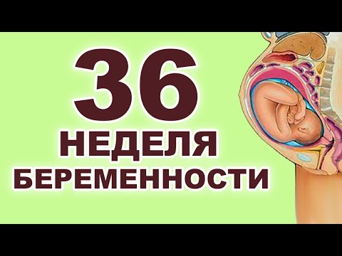 Что происходит с мамой и ребенком на 36 неделе беременности? 8 месяц беременности. Третий триместр.