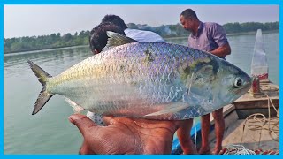 Fast Hilsa Fishing (Live) in Local Big River | Fish Corn