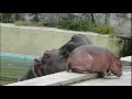 Mom is calling.Hippopotamus baby and mom.ママが呼んでますよ。カバ親子。