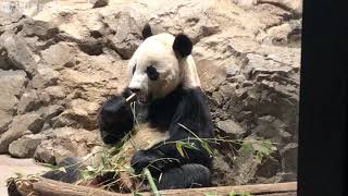 「さよならベイベイ」市民が別れ惜しむ　中国返還19日　米スミソニアン国立動物園