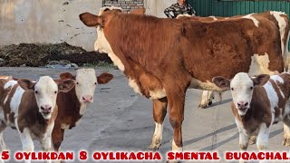 Smental Buqachalar 5 Bosh 5. Oylikdan 8.Oylikkacha