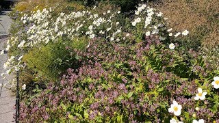 PIET OUDOLF'S PERENNIAL BORDER
