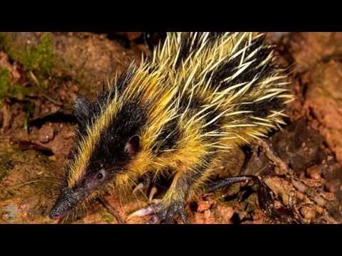 Тенрек - полосатый щетинистый ёж/Tenrec striped bristly hedgehog