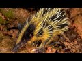 Тенрек - полосатый щетинистый ёж/Tenrec striped bristly hedgehog