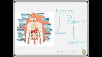 The Endocrine system