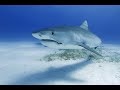 3 Tiger Sharks Attack Woman in Bahamas
