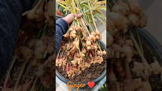 Ginger in Pot #shorts #short #ginger #urbangardening