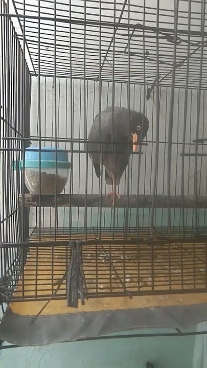 JALAK KEBO | LATIHAN | GACOR #burungkicau #burung #jalakkebogacor