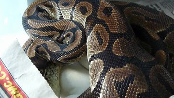 Ball Python Incubating Eggs