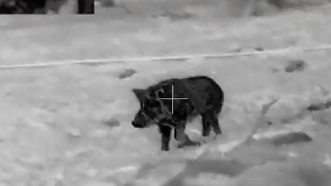 Big Boar With Hikmicro Thunder TH35PC