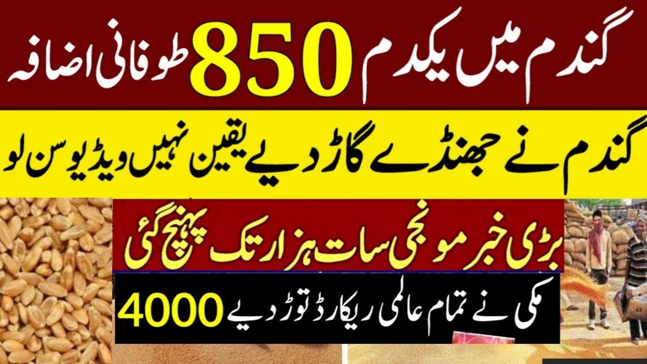 Today Wheat price in punjab | گندم کا ریٹ 2025 | Gandam rate 2025 ...