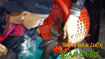 Trúng đậm chiều mưa toàn cá bự |Hương Quê Bạc Liêu |T42