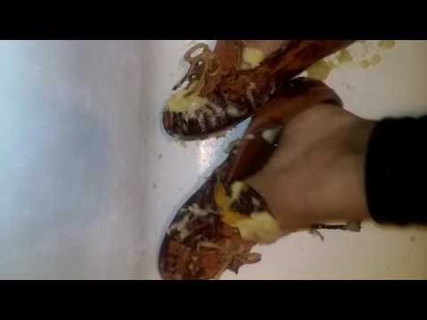 Moccasins crushing a banana