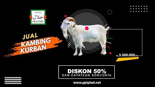 Contoh Video Penjualan Hewan Kurban | Iklan Sapi, Unta, Domba, Kambing, Hewan Peliharaan, Peternakan
