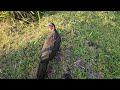 Que imagem linda dessas avés #jacú #aves #naturezasurpreendente #sitio #vidanaroça #passaros 