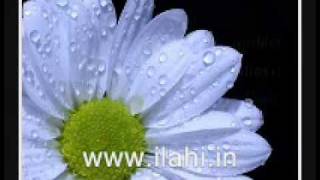 Ya Rab Haberin Nerden Alalım