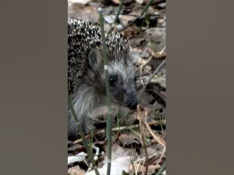 Ёжик в лесу/Hedgehog in the forest - YouTube