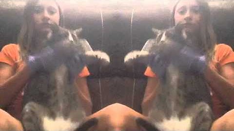 Thumbnail of "Radioactive" Cat version