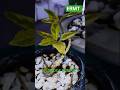 #beautiful #indoor plants #houseplants #srilanka #nature #farming ERMT🌿🏝️