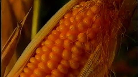 Determination of aflatoxin B1 in animal feed