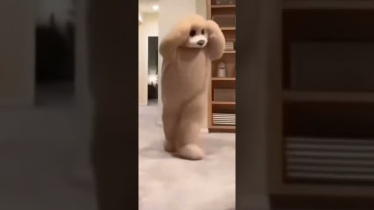 TEAM FAT GUI EDIT BY JO1TAR0 LEAK!1!1!11 😂 😂 🌈 ☔ 🔥 😎 🍳 😎