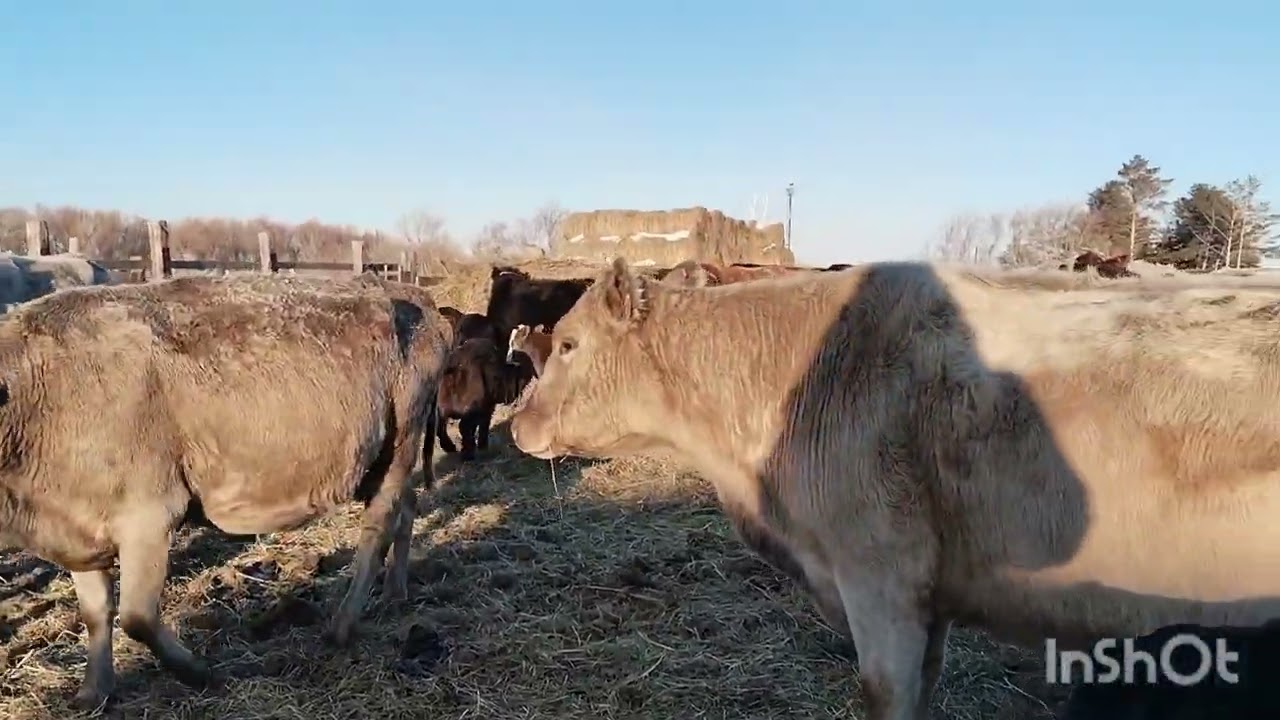 Прим скот,коровы гуляют,тёлка оказалась яловой