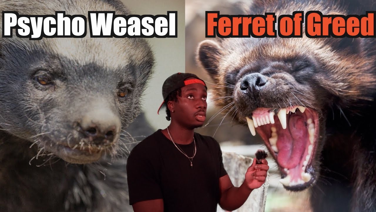 Honey Badger vs. Wolverine: Who Wins the War of Weasels?