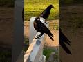 #raaf #2 raven on bridge railing #birds amsterdamse bos amsterdam nederland netherlands