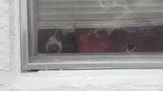 Brittany Spaniel   Hello Dolley In The Window by Love Wags A Tail 8 views 11 months ago 33 seconds