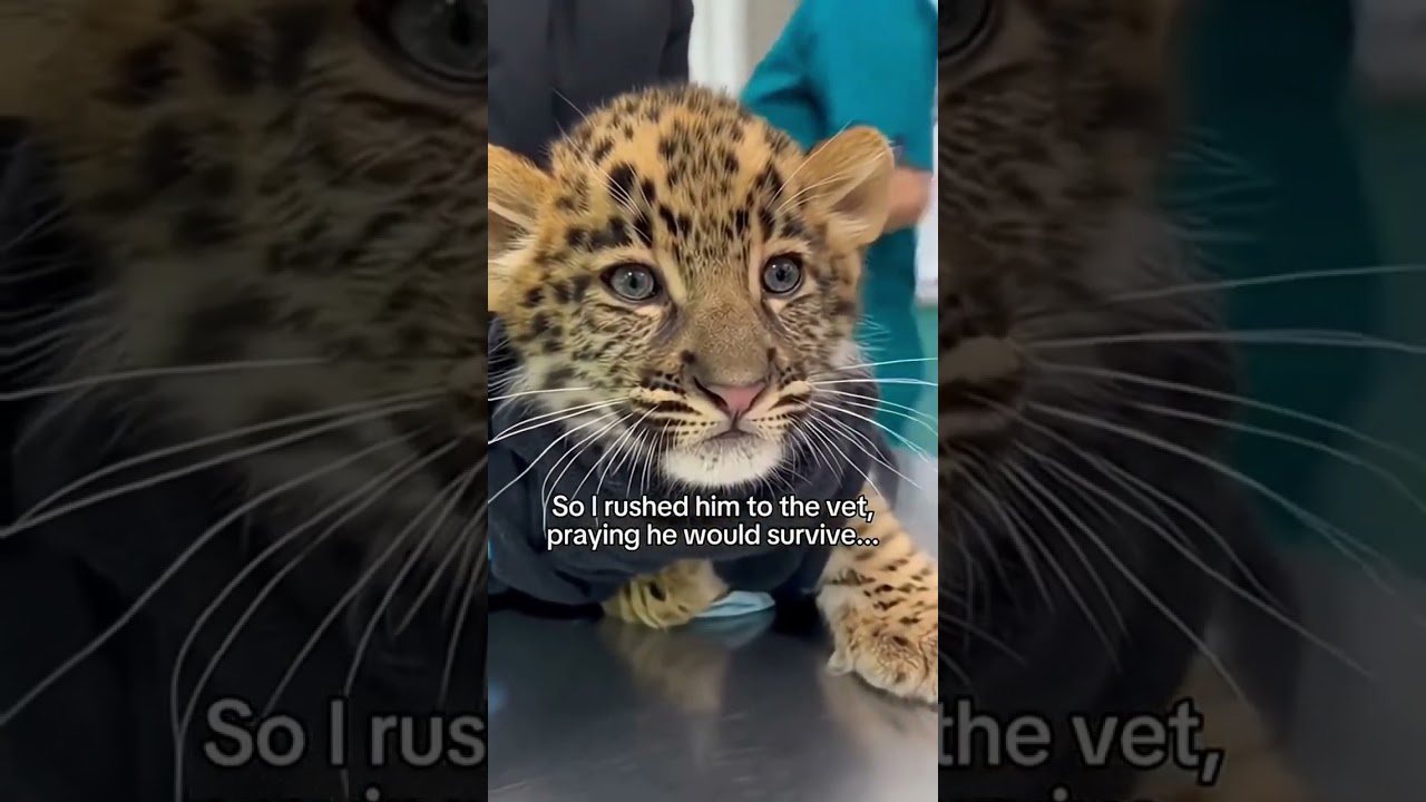 POOR LITTLE LEOPARD CUB! FINISH TILL THE END!