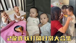 A Compilation Of The Daily Antics And Mischief Of Two Little Dragons ...