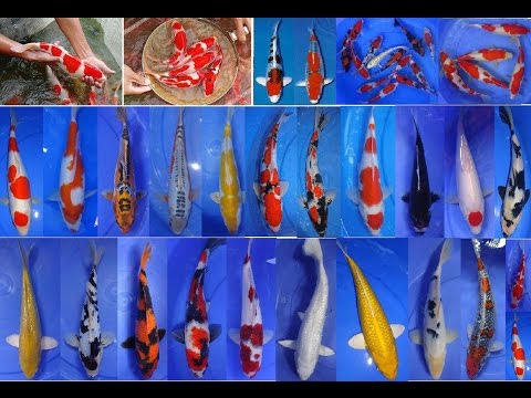 ribuan-ikan-koi,-wisata-koi,-budidaya-koi-dan-rekreasi-di-kota-blitar-(proklamator-koi)