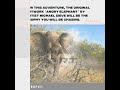 Elephant Hunting in South Africa