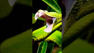 Snake With Spikes Discovered In Brazil